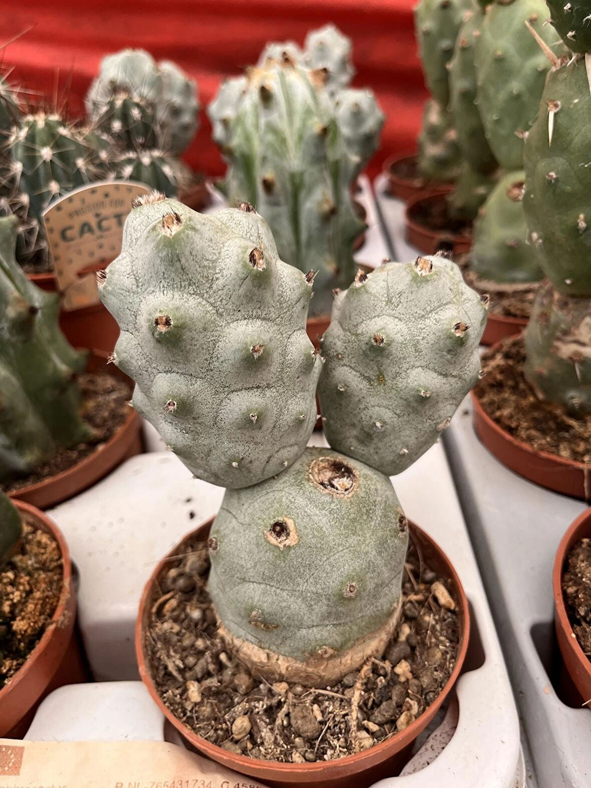 Tephrocactus ithal Özel tür kaktüs 