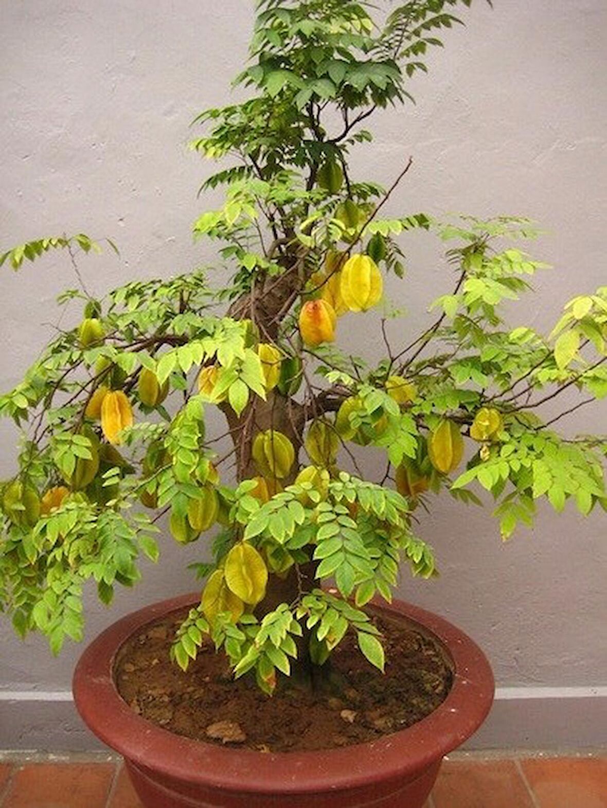 Yıldız meyvesi (Starfruit) carambola tohumu