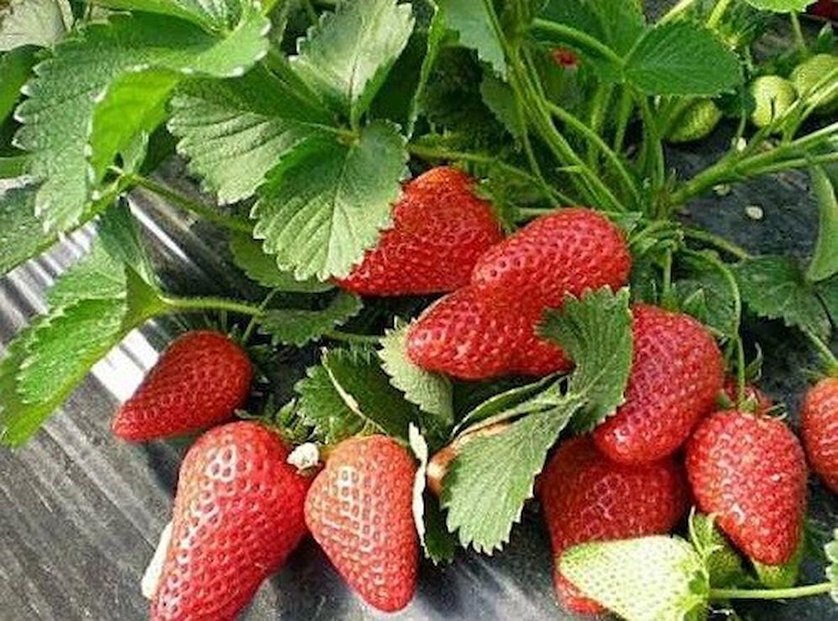 YEDİVEREN ÇİLEK TOHUMU (saksı toprak seti)