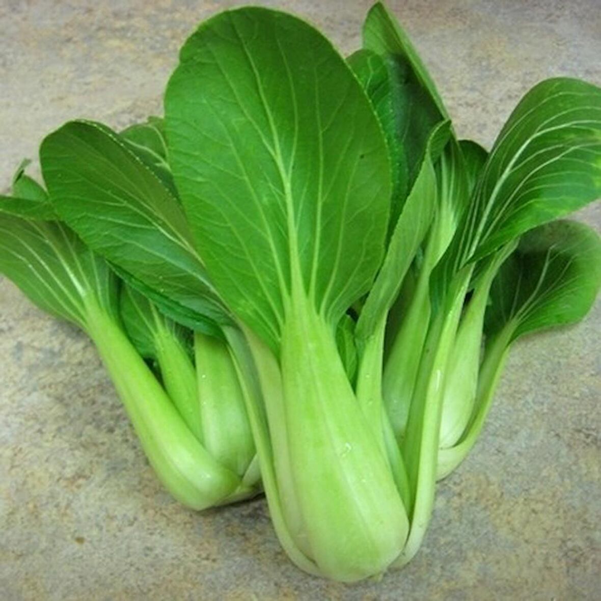 WHITE PAK CHOI *100+ ADET TOHUM