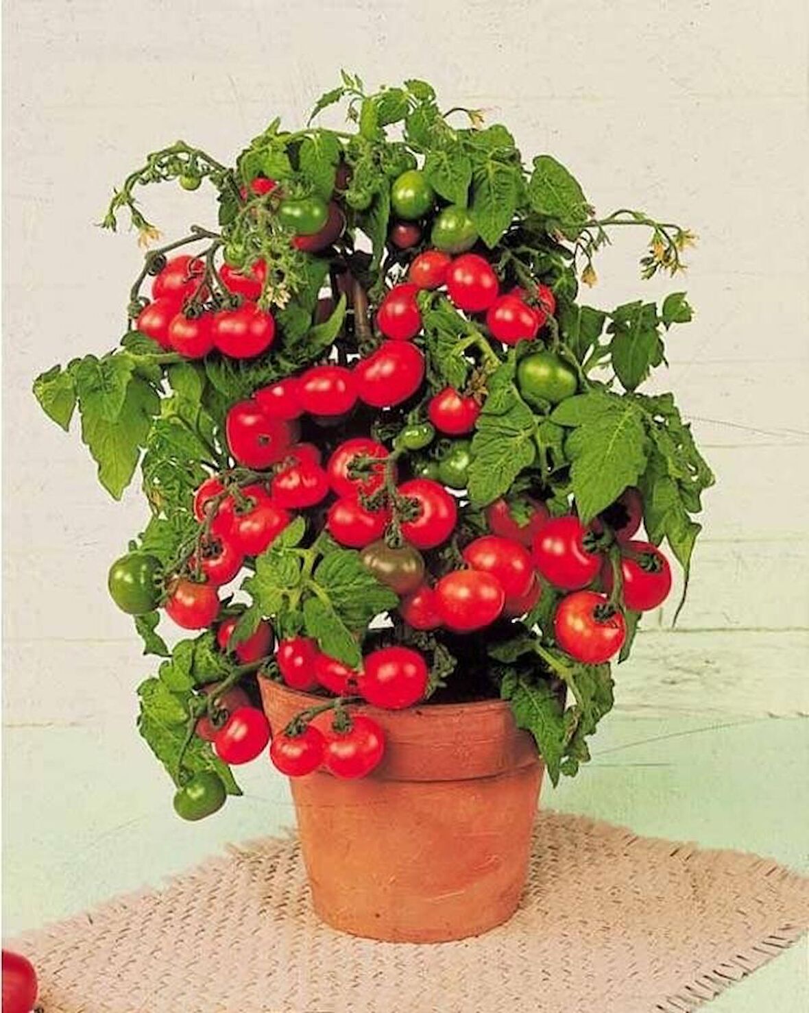 Tohhum Tiny Tim Cherry Domates Saksı + Toprak Seti [Tohhum Ev Bahçe