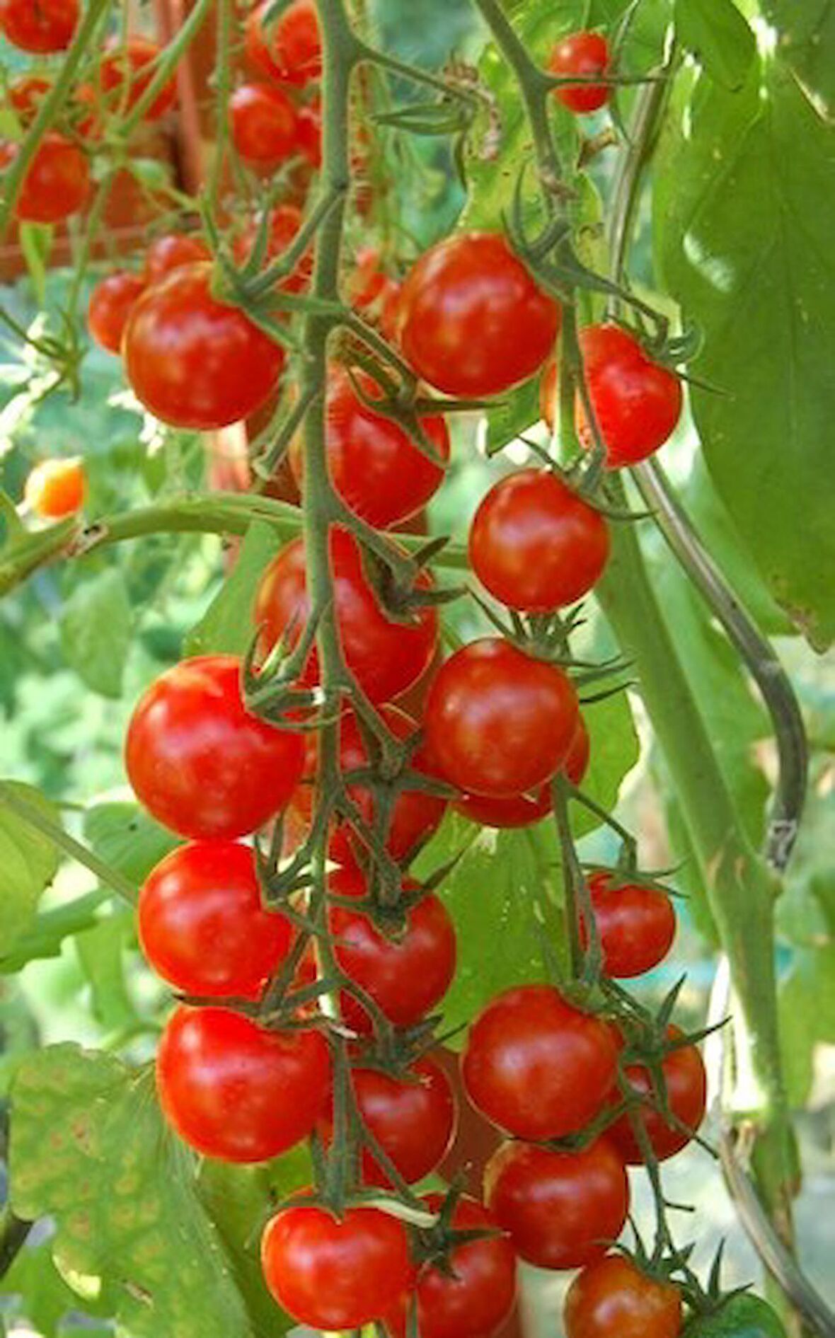 SARKAN CHERRY DOMATES (SAKSI TOPRAK SETİ )