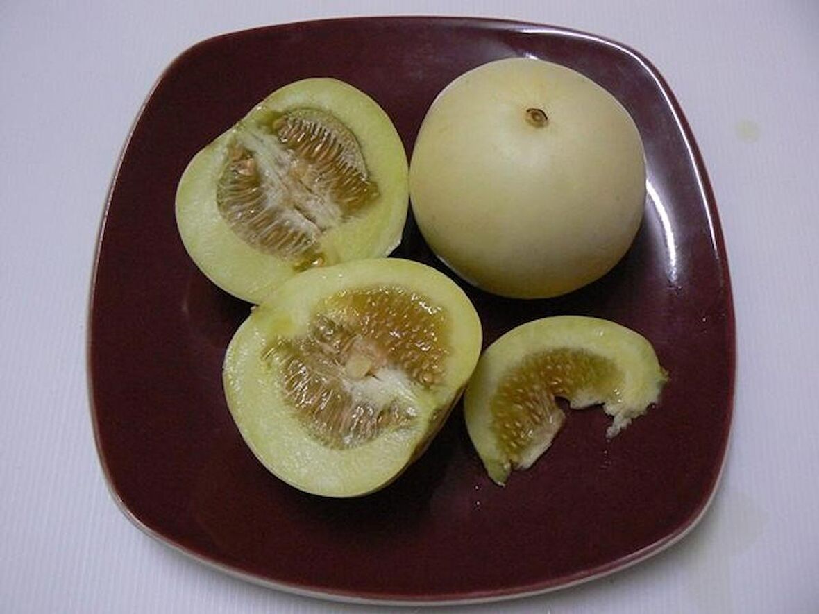 SAKSILIK ELMA KAVUNU 5 NADİR TOHUM+SAKSI+TOPRAK