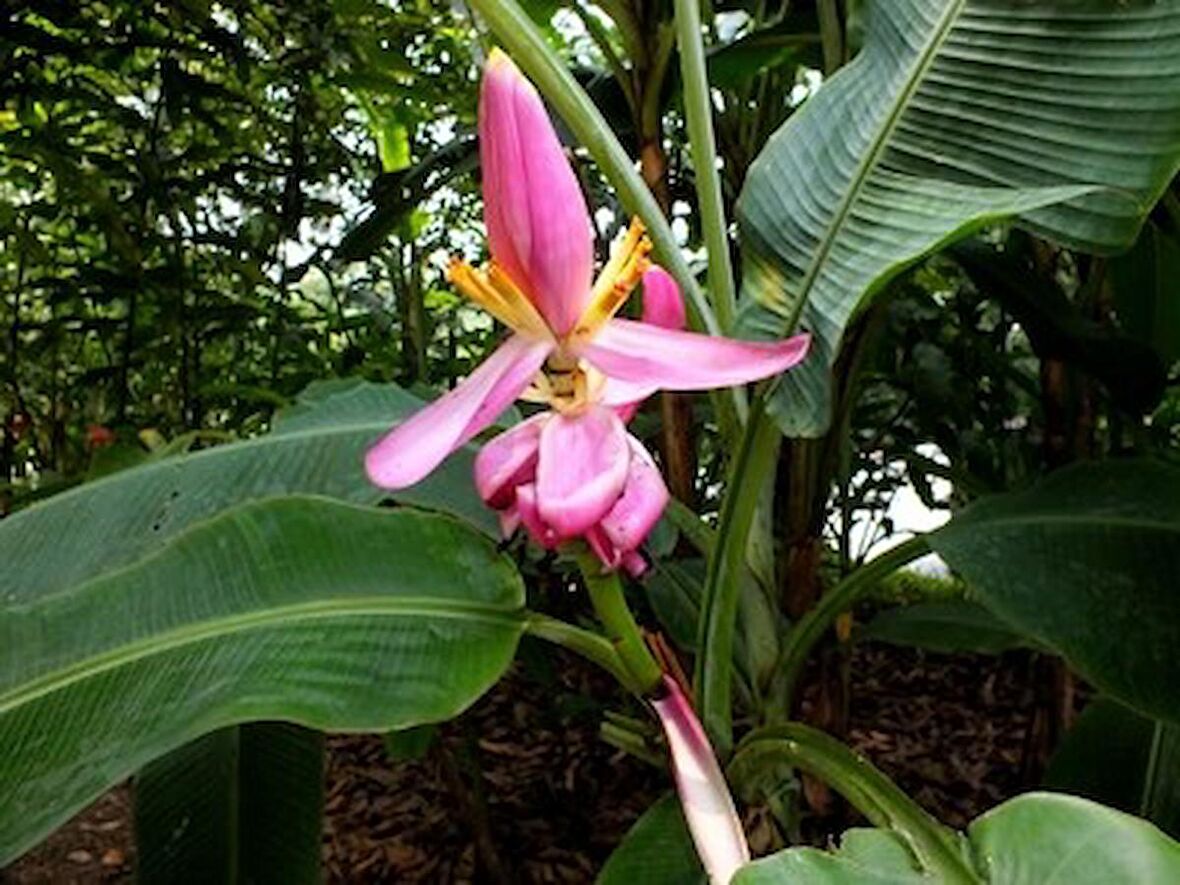 MUZ TOHUMU (Musa ornata)