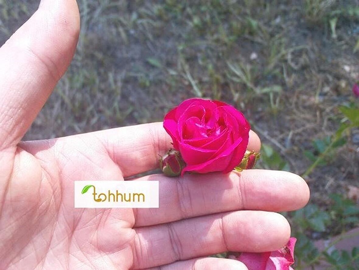 MİNYATÜR GÜL 5 TOHUM