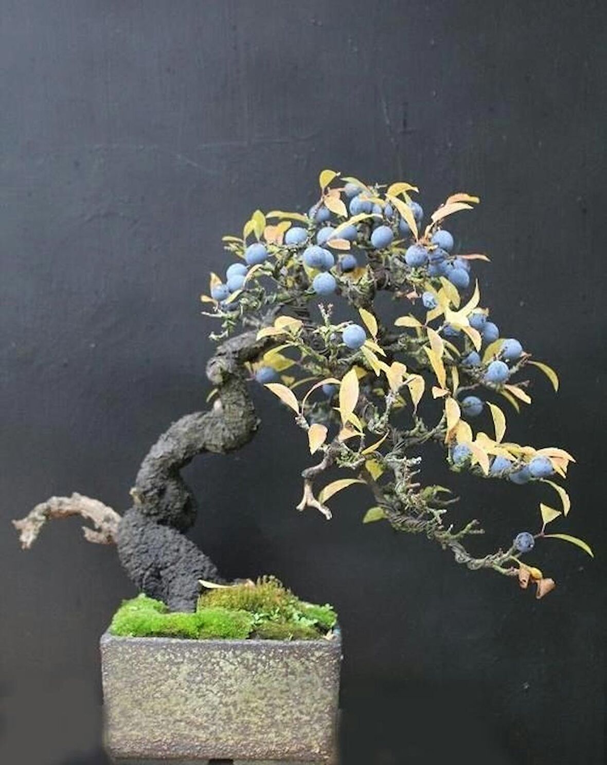BLUEBERRY BONSAİ AĞACI 10+TOHUM SAKSI TOPRAK SETİ
