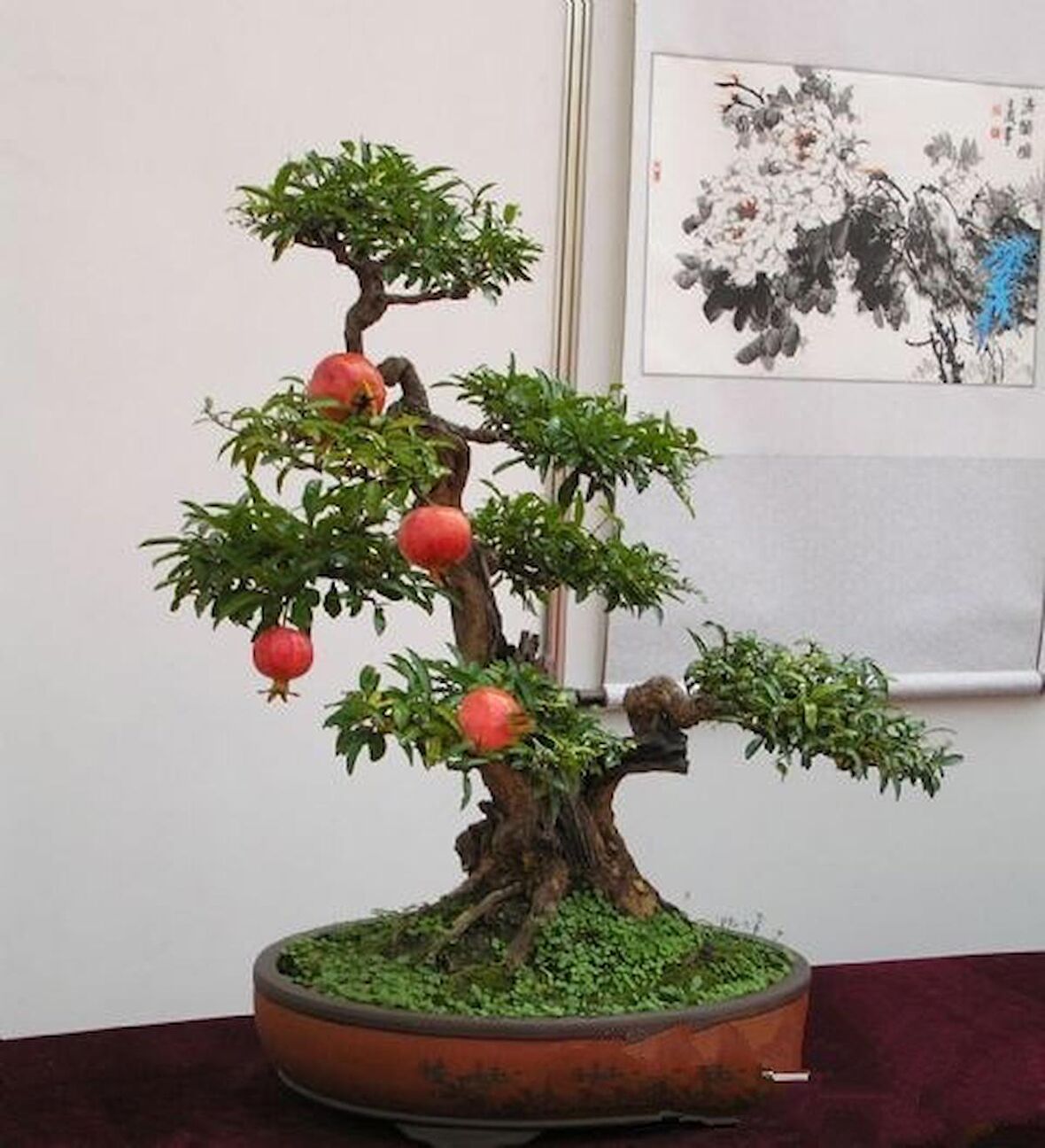 BONSAİ NAR AĞACI TOHUMU (SAKSI TOPRAK SETİ)