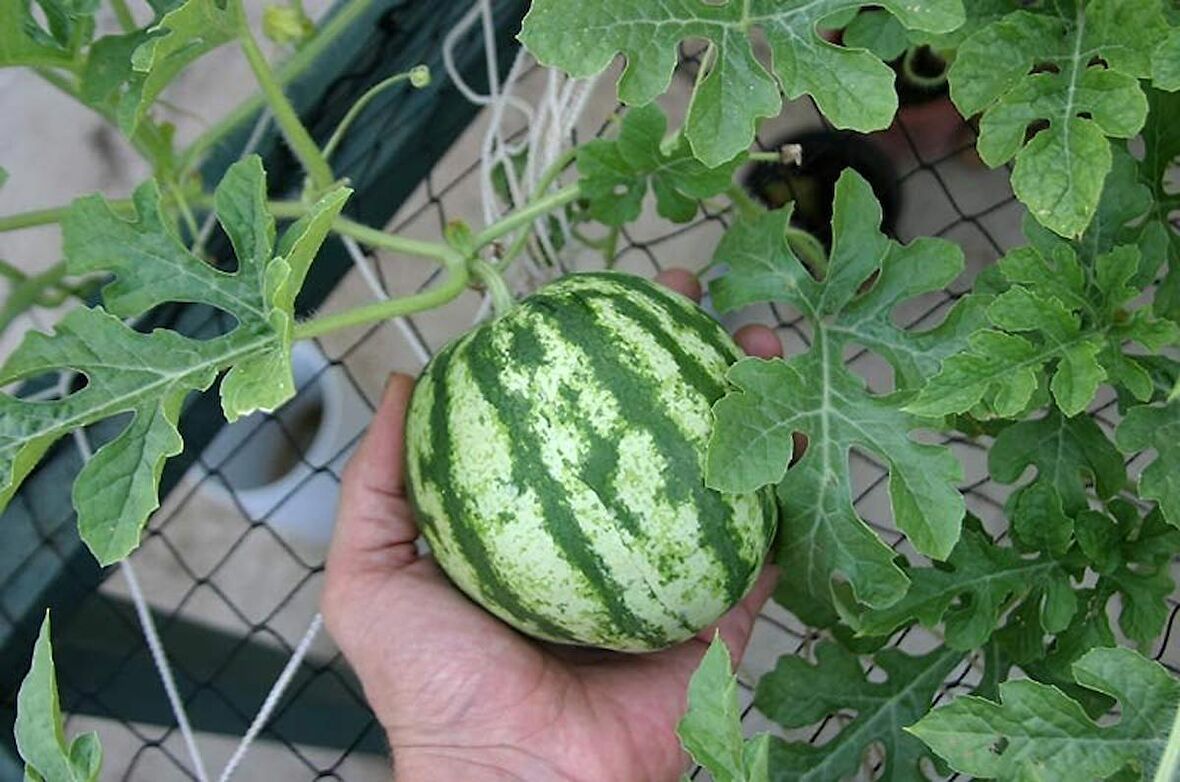 BABY KARPUZ TOHUMU