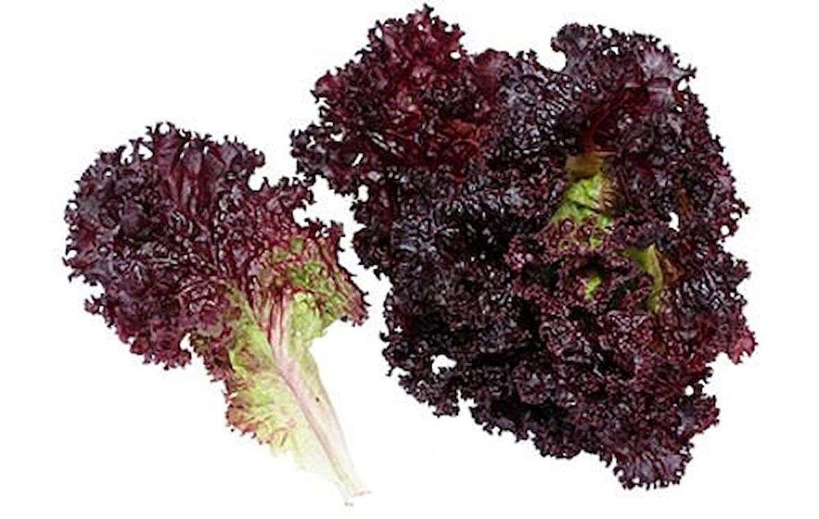 AKDENİZ SALATALIK TOHUMU