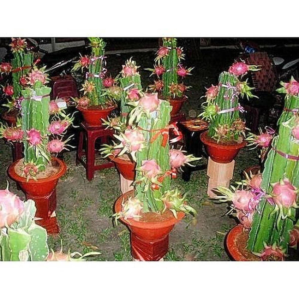 CÜCE EJDER MEYVESİ TOHUMU+SAKSI+TOPRAK SETİ