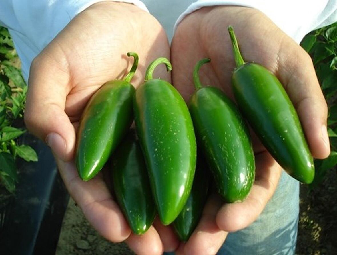 KIRMIZI JALAPENO BİBER