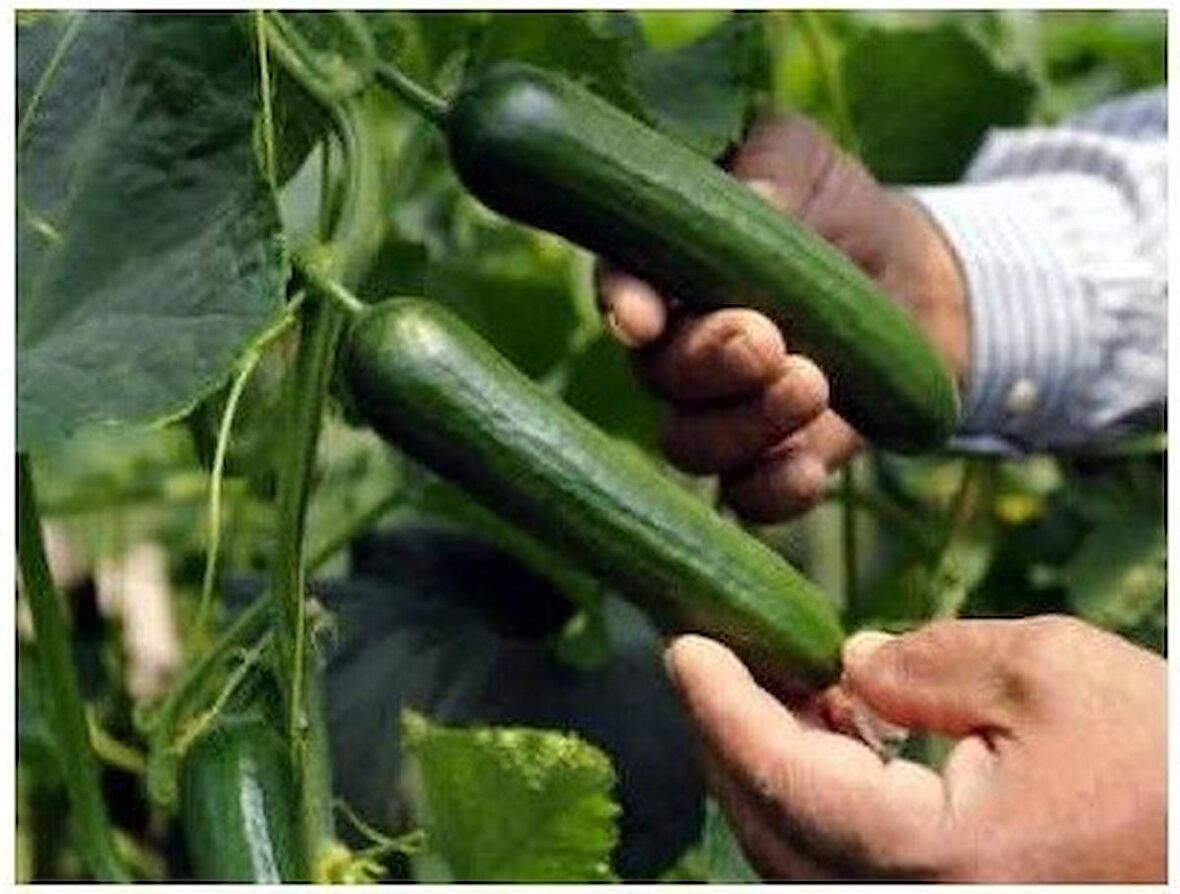 ÇOK ERKENCİ 60 GÜNLÜK NADİR SALATALIK TOHUMU