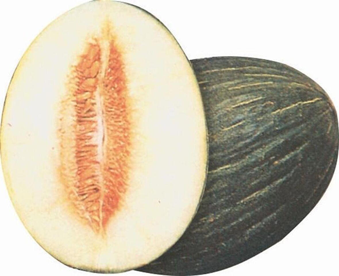 HASANBEY KAVUNU TOHUMU