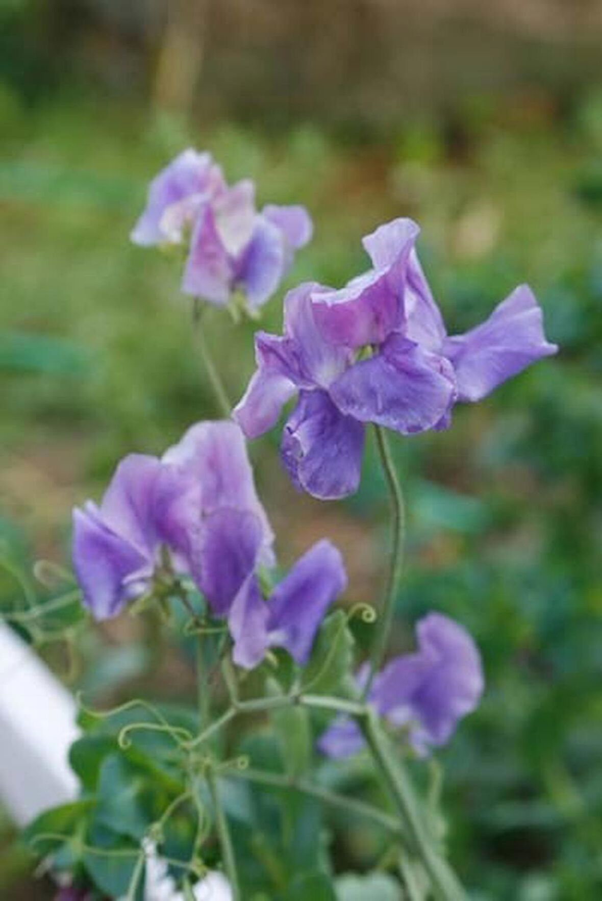 MAVİ BEZELYE ÇİÇEĞİ TOHUMU (SWEET PEA)