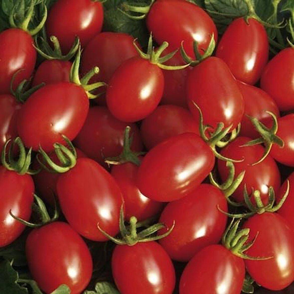 SAKSILIK ZEYTİN CHERRY DOMATES 10 TOHUM