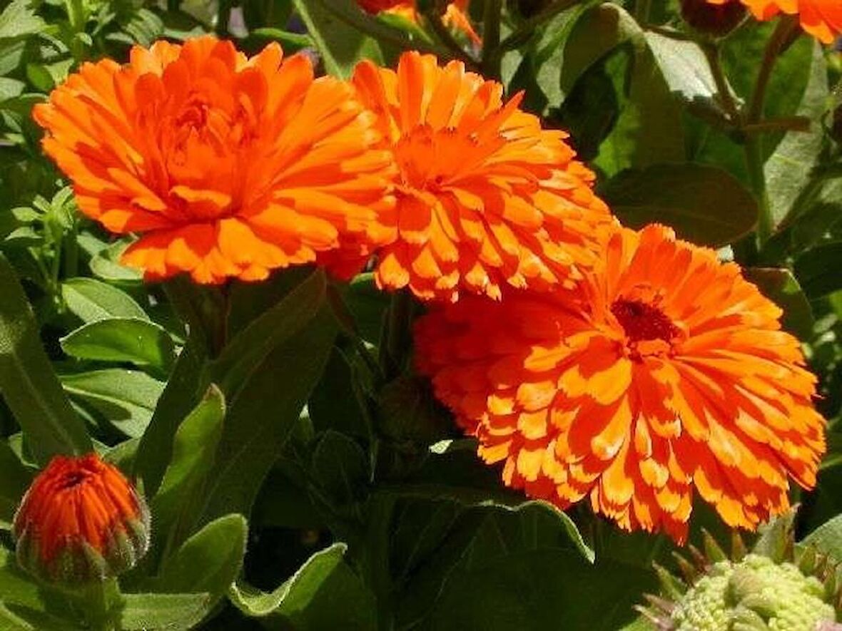 AYNİSAFA ÇİÇEĞİ *(Calendula officinal)