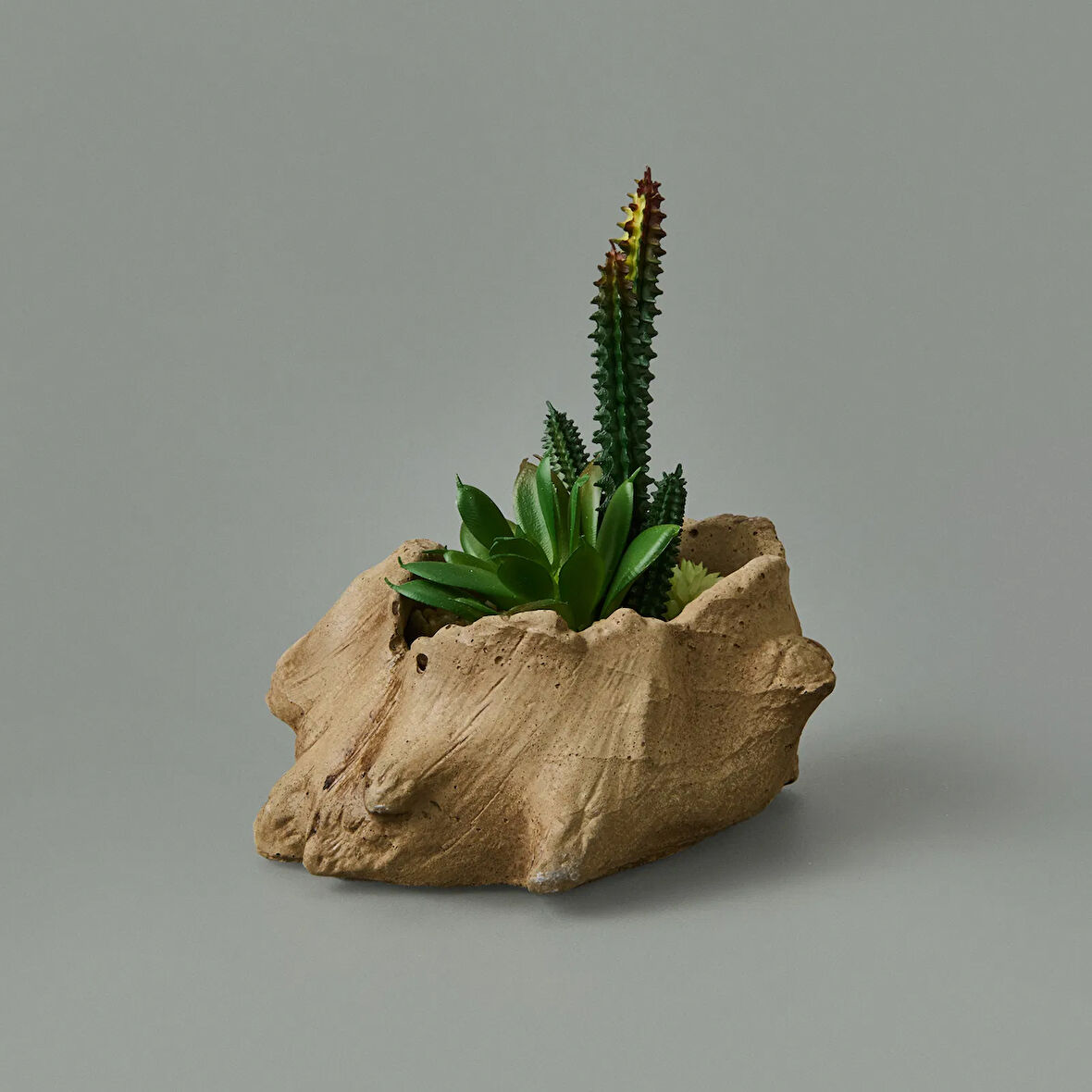 Ağaç Kökü Saksıda Sukulent - 15x16x16 cm