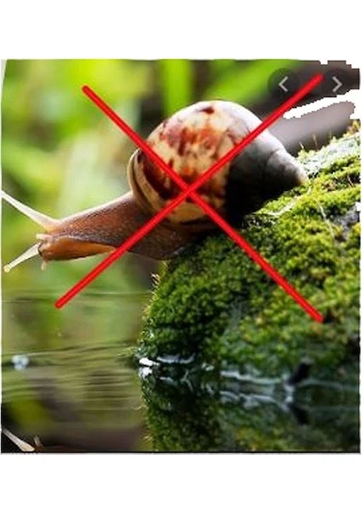 Sümüklü Böcek Salyangoz Haşere Ilacı 50 gr KAVANOZDA GELİR BAHÇEDE GÖRÜLEN SALYANGOZLAR İÇİN SÜMÜKLÜ BÖCEK PELET YEMİ 50GR