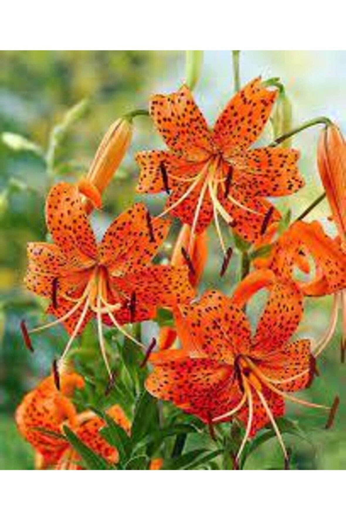 Turuncu Zambak Soganı ( 3adet)