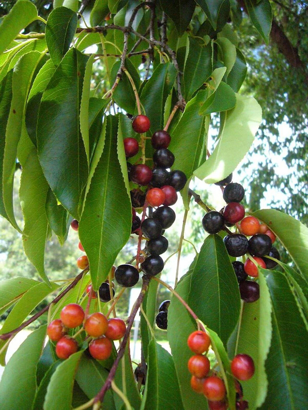 "3 Adet 1-2 Yaşında Karayemiş (Prunus laurocerasus) Fidanı - Meyve Severler İçin İdeal Bir Lezzetli Meyve "