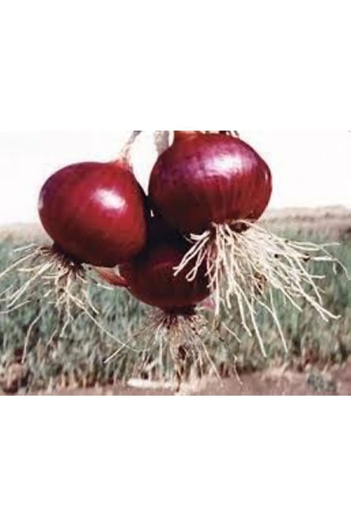 Kışlık Kuru Soğan Tohum 30 Adet