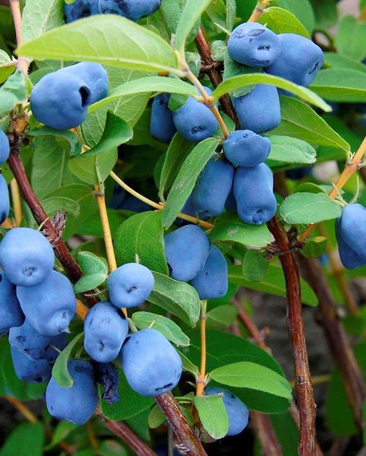 3 Adet Balyemişi (Laurocerasus officinalis) Fidanı - Sağlıklı ve Lezzetli Meyveler, 1-2 Yaş Arası Tüplü