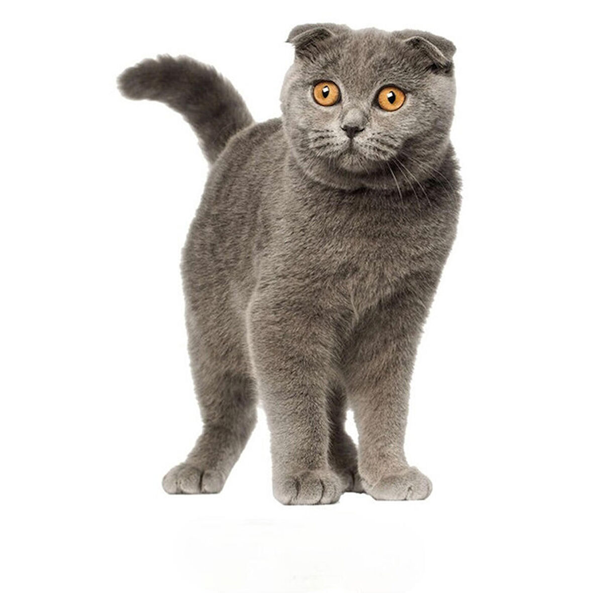 Siyam Kedisi Sticker Yapıştırması 18CM Araba Leptop Etiket