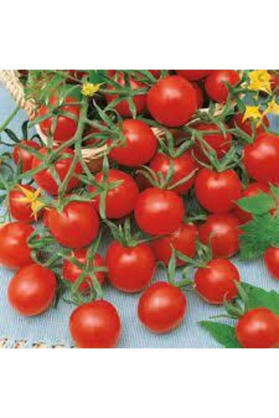 Domates Tohumu 50 Adet