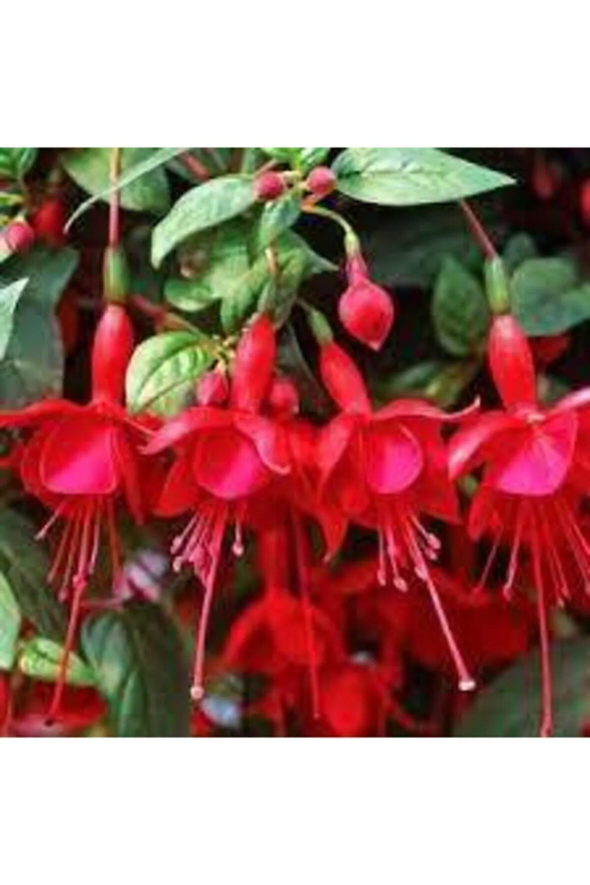 10 Adet Tohum Nadir Kırmızı Küpeli Çiçek Tohumu