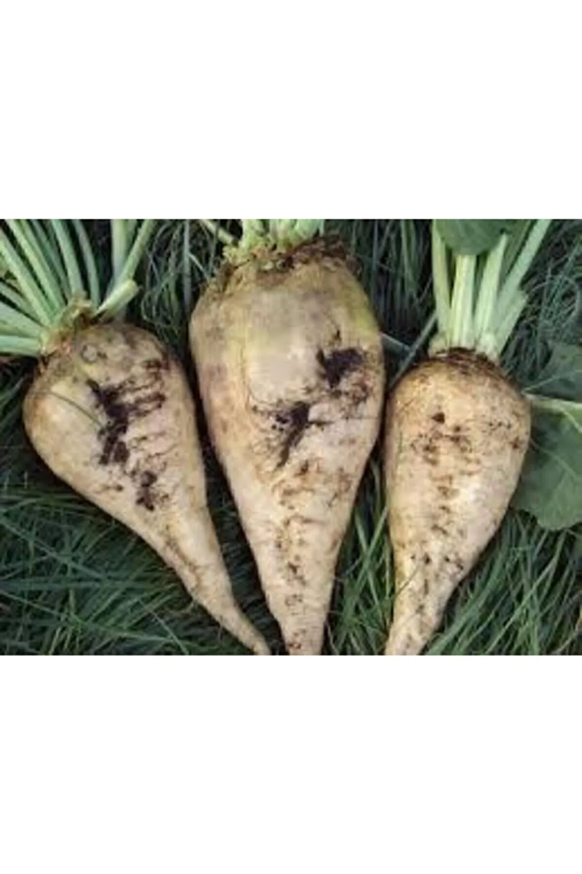 Tohum Şeker Pancarı Tohumu Beyaz Şeker Pancarı Tohumu-50 Adet