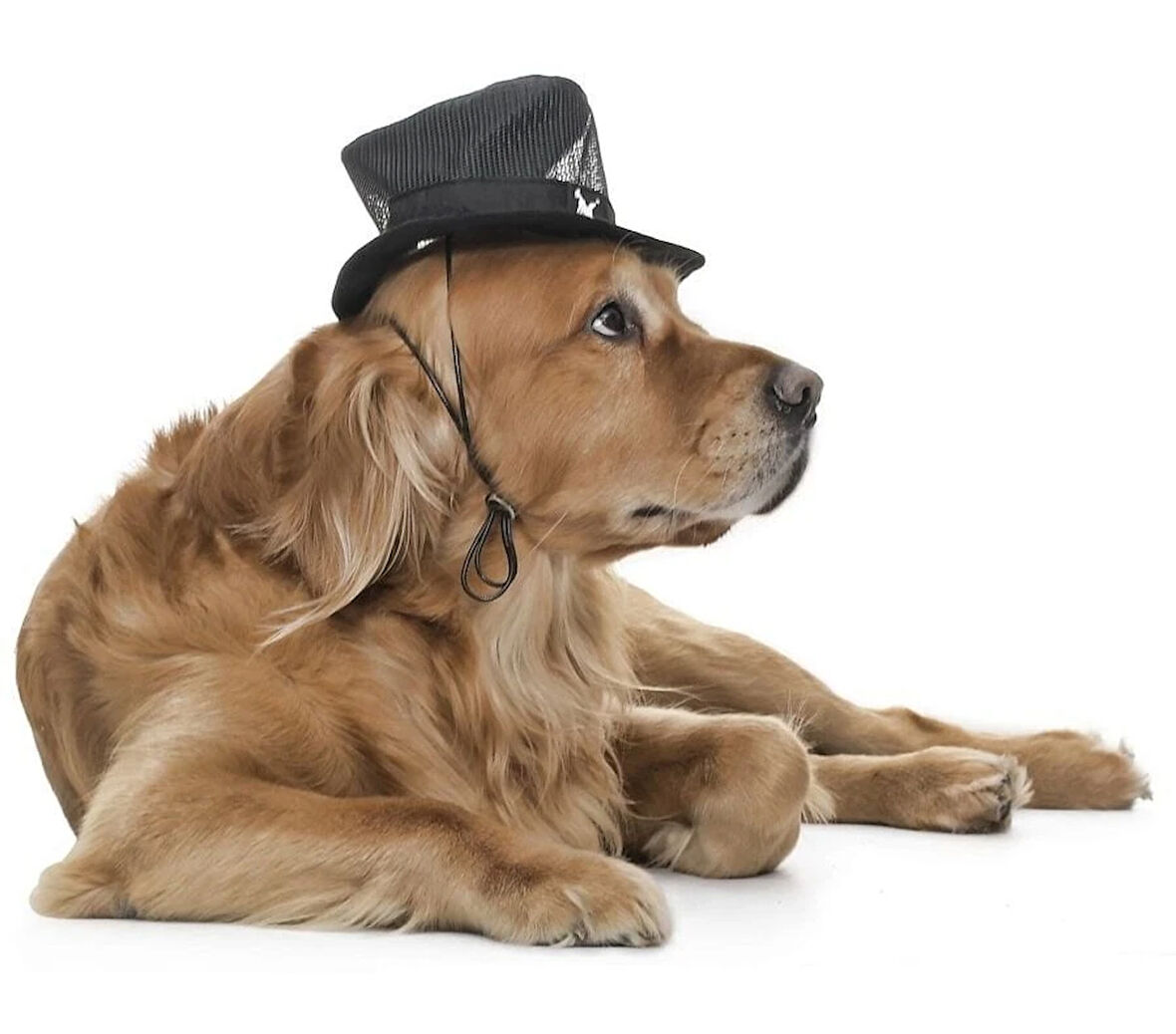 Küçük ve Orta Irk Köpekler için Şapka - Sanne