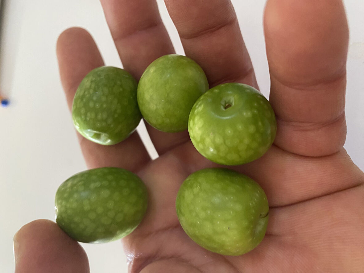 Tüplü Nadir Bulunan İri Meyveli Çil Topak Zeytin Fidanı (10-15 cm)