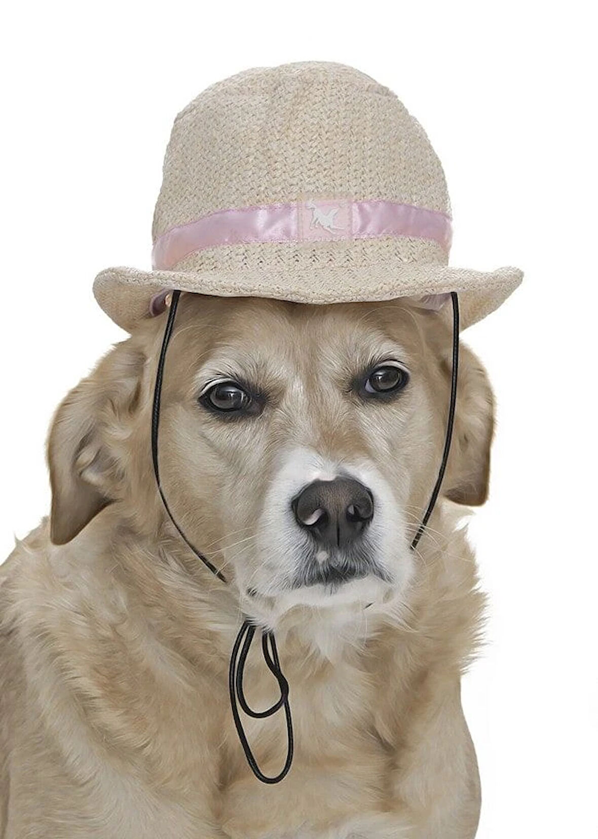 Küçük ve Orta Irk Köpekler için Şapka - Fosso