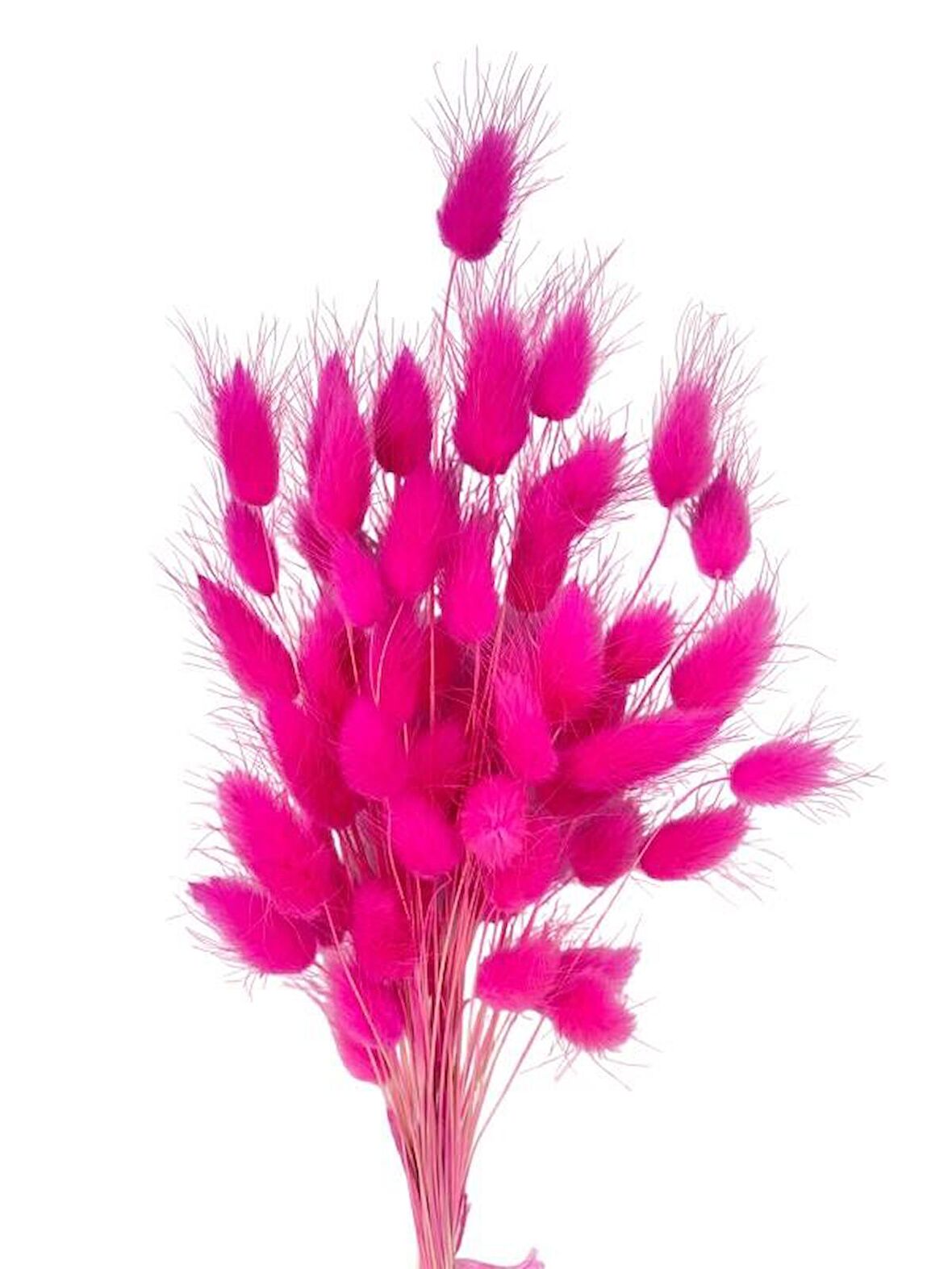 Kuru Çiçek Doğal FUŞYA Pamuk Otu 10gram 1. Kalite Şoklanmış Bozulmaz