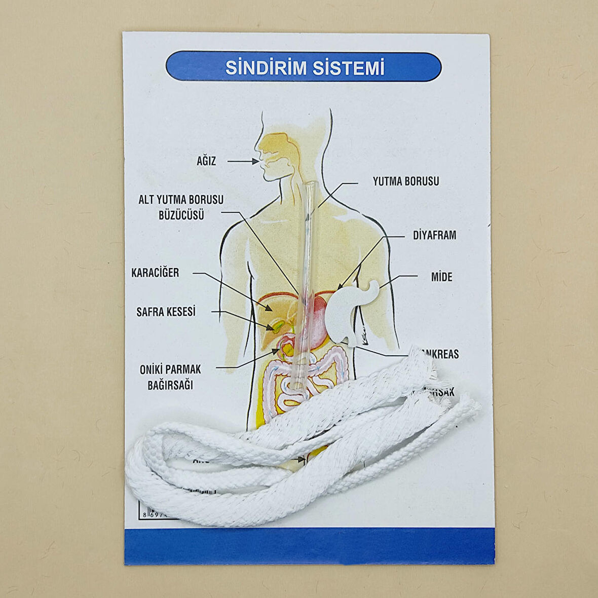 Sindirim Sistemi Modeli Deney Seti