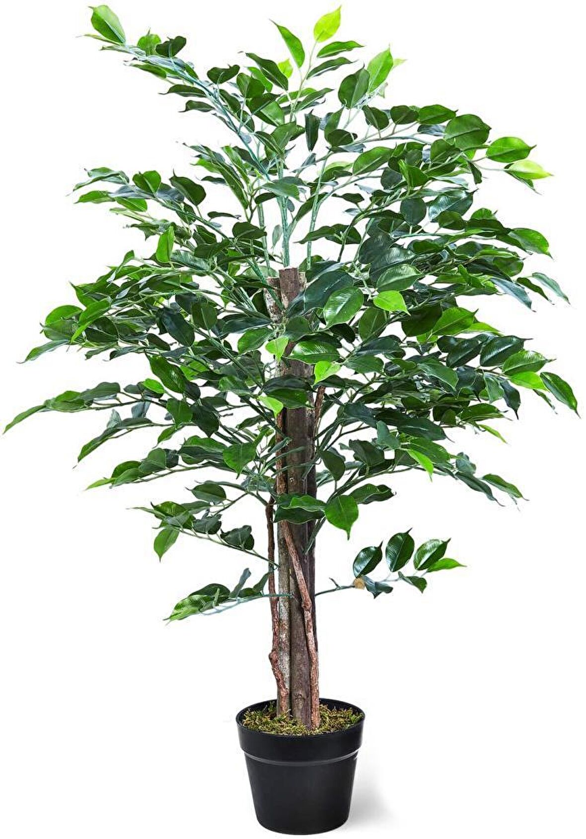 Yapay Ağaç Benjamin 2 Gövdeli Çalılı 120x70cm Siyah Plastik Saksılı