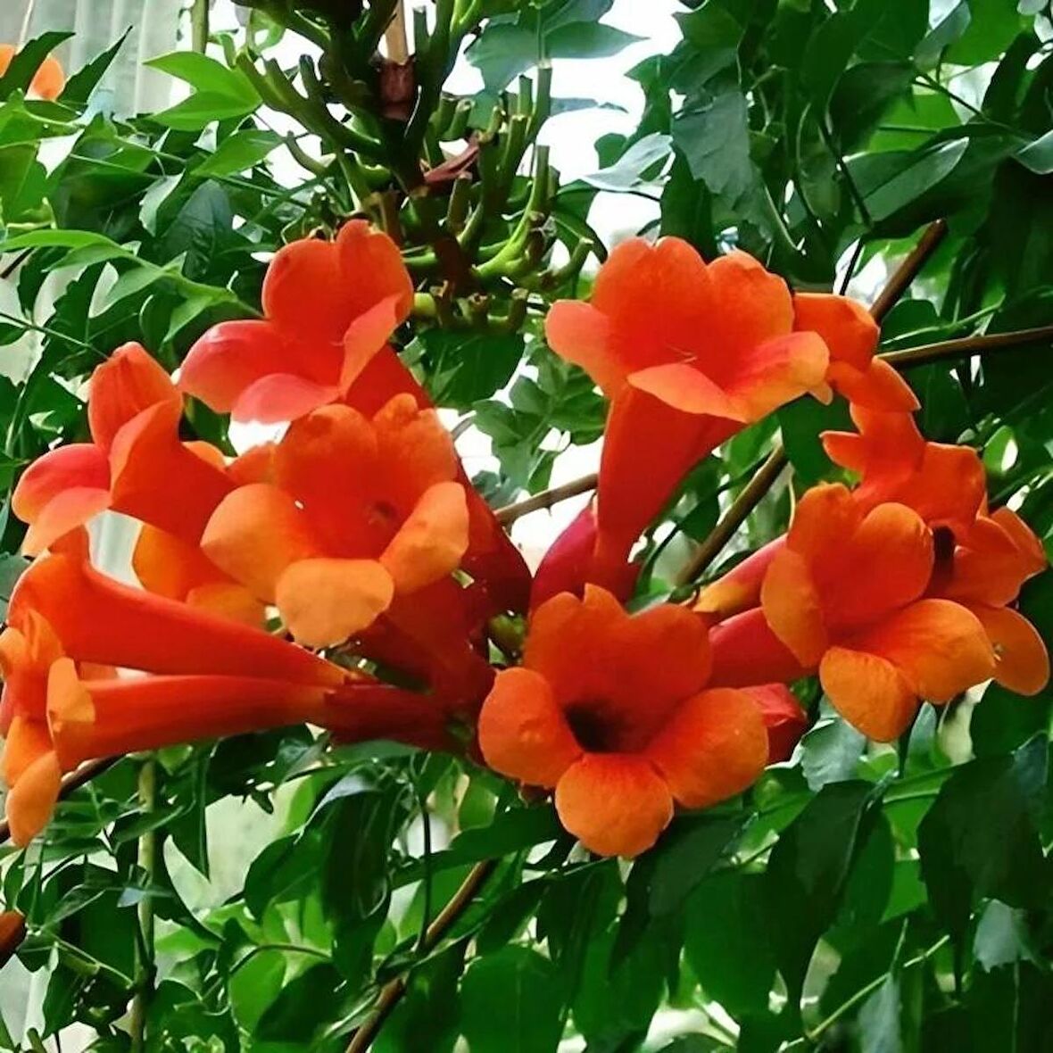 ACEM BORUSU ( CAMPSIS RADICANS ) 120-150 CM Saksıda