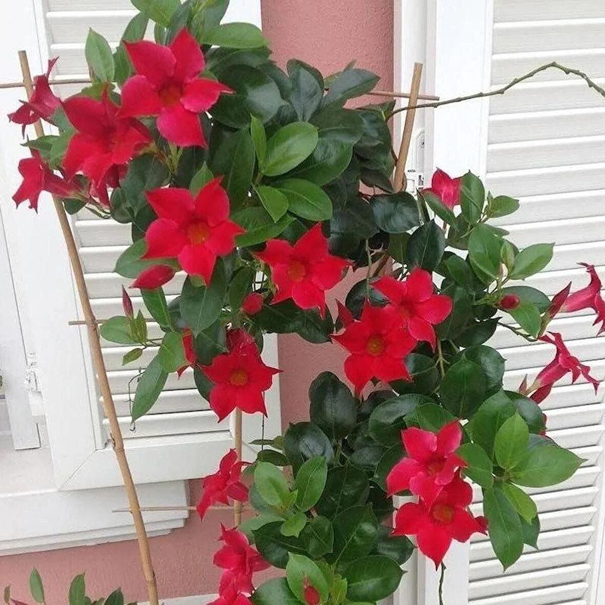 Mandevilla Çiçeği Sundavilla Mandavilla 50-70 CM Saksıda