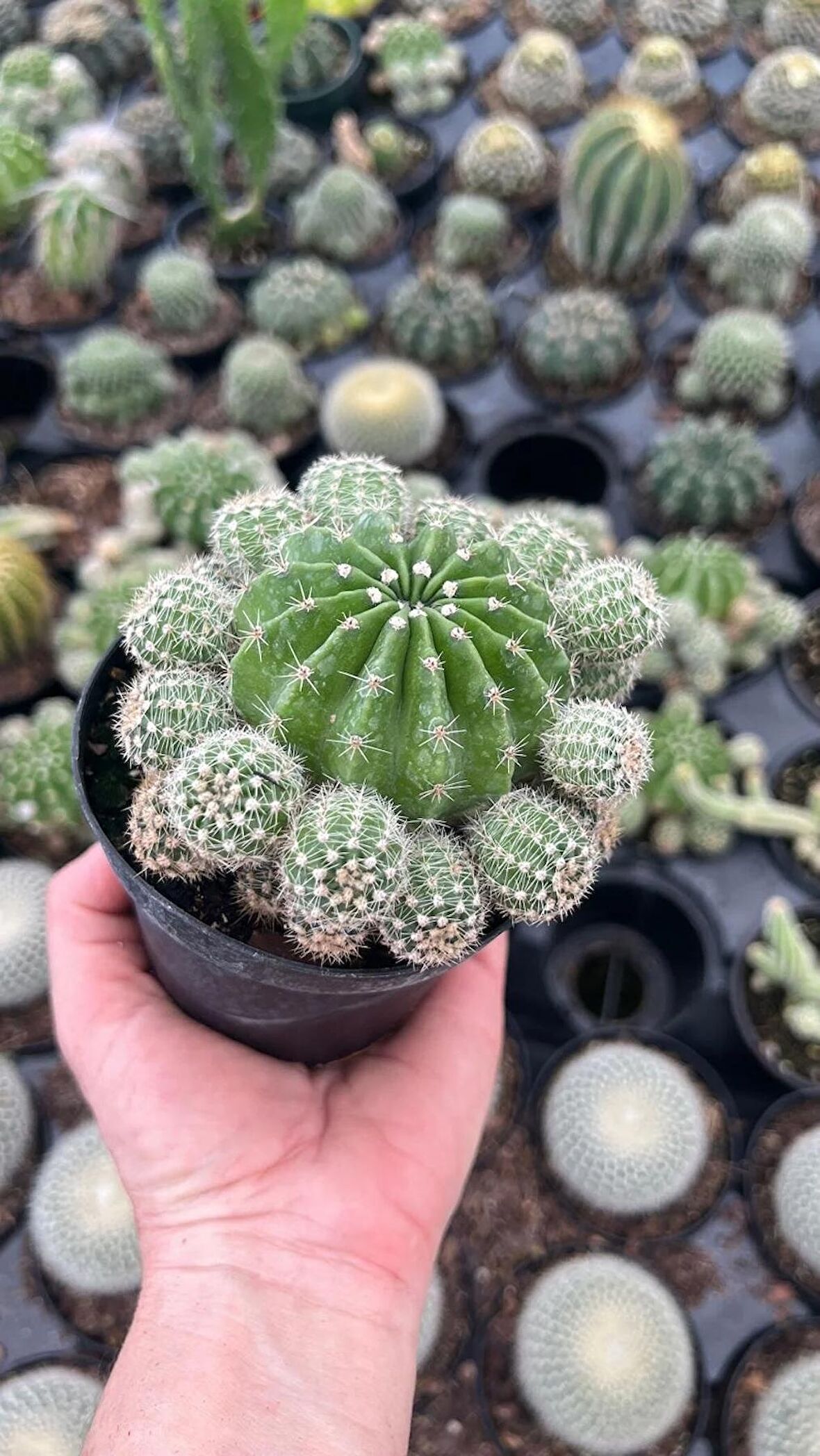 Kaynana Topuzu Kaktüsü Echinopsis Oxygona 10 Cm Saksıda 