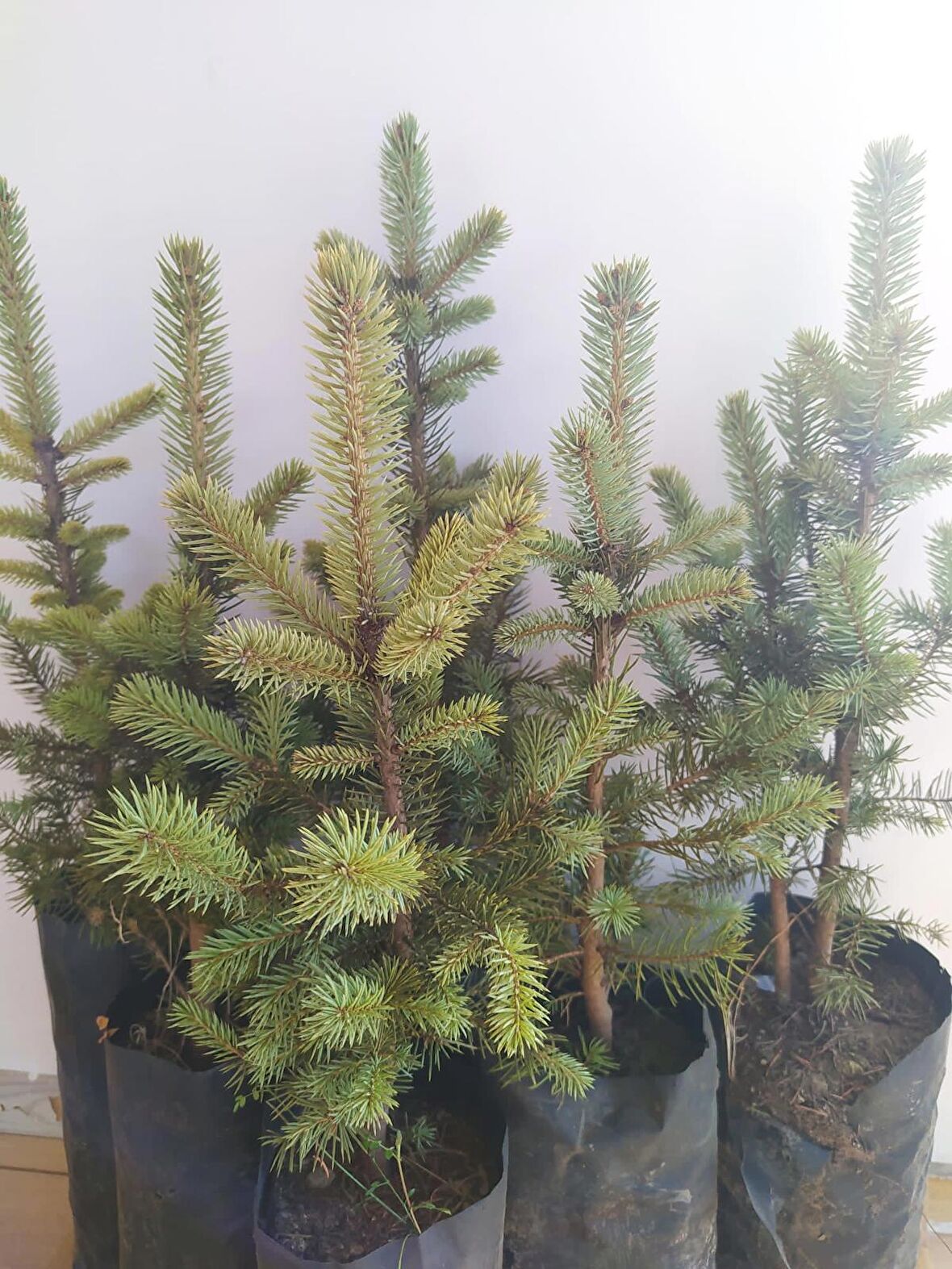 Mavi Ladin Fidanı 40-60 Cm Picea Pungens