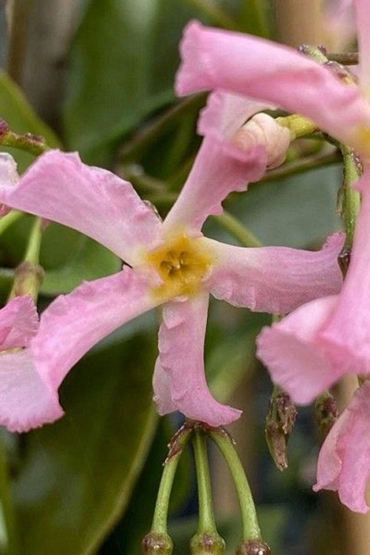 Pembe Çiçekli Arap Yasemini "Pink Showers" 1-2 Yaş Arası Tüplü