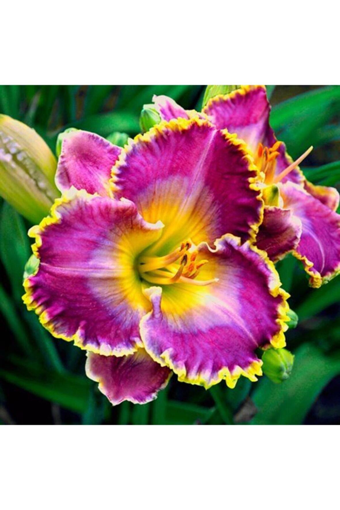 3 Adet Özel Renkli Ithal Zambak Çiçeği Soğanı