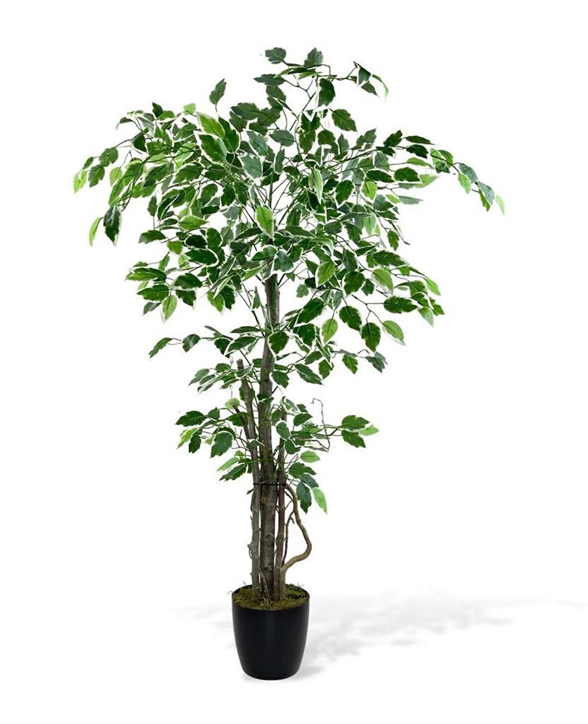 Yapay Ağaç Benjamin 120cm Yeşilbeyaz Çalılı Siyah Plastik Saksılı