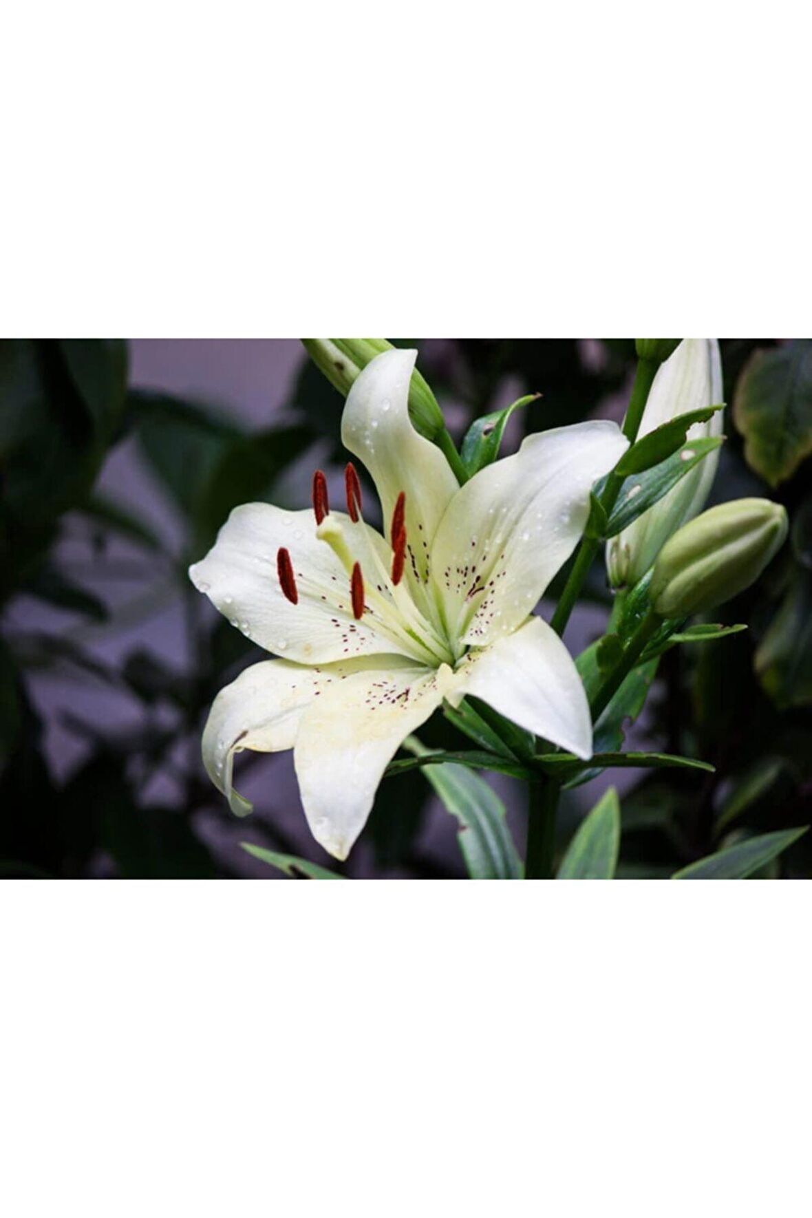 Beyaz Çili Zambak Soganı (2 Adet)