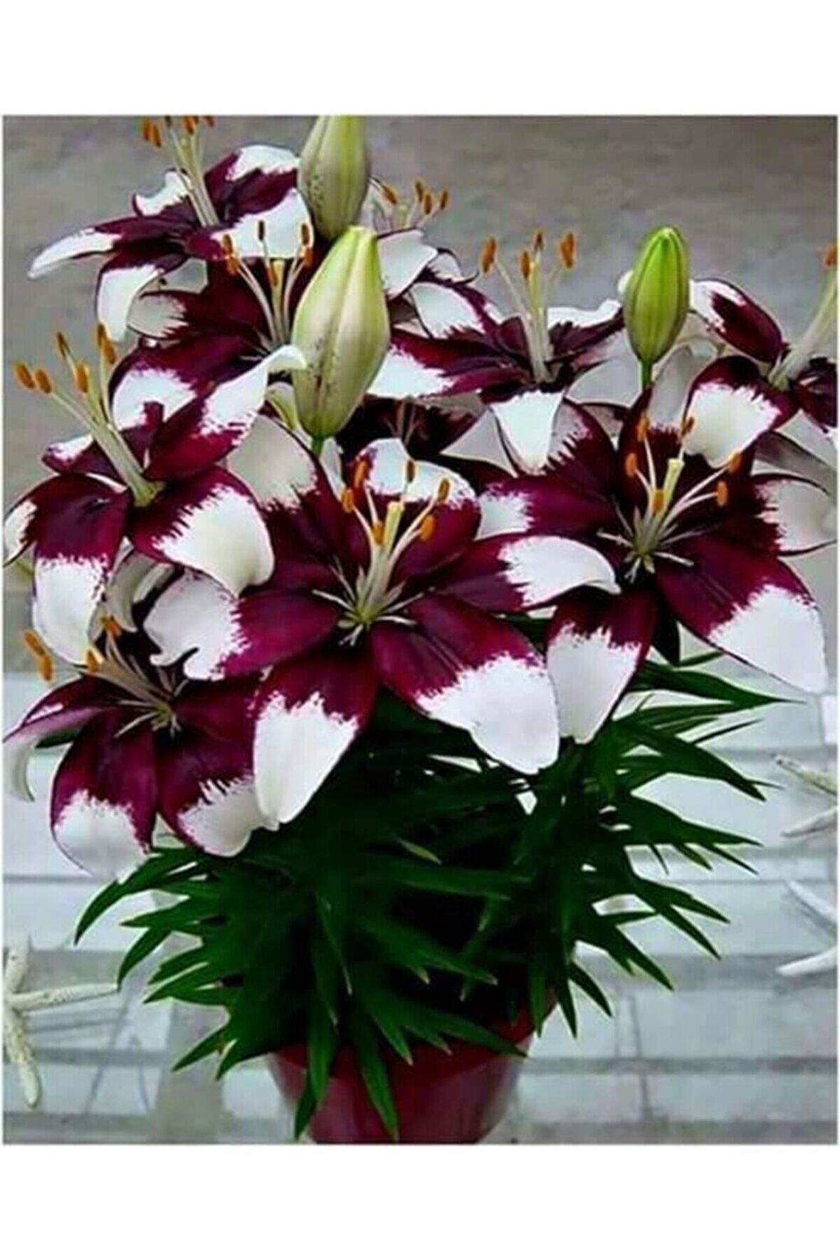 Bordo-beyaz Renkli Zambak Çiçek Soğanı 3 Adet