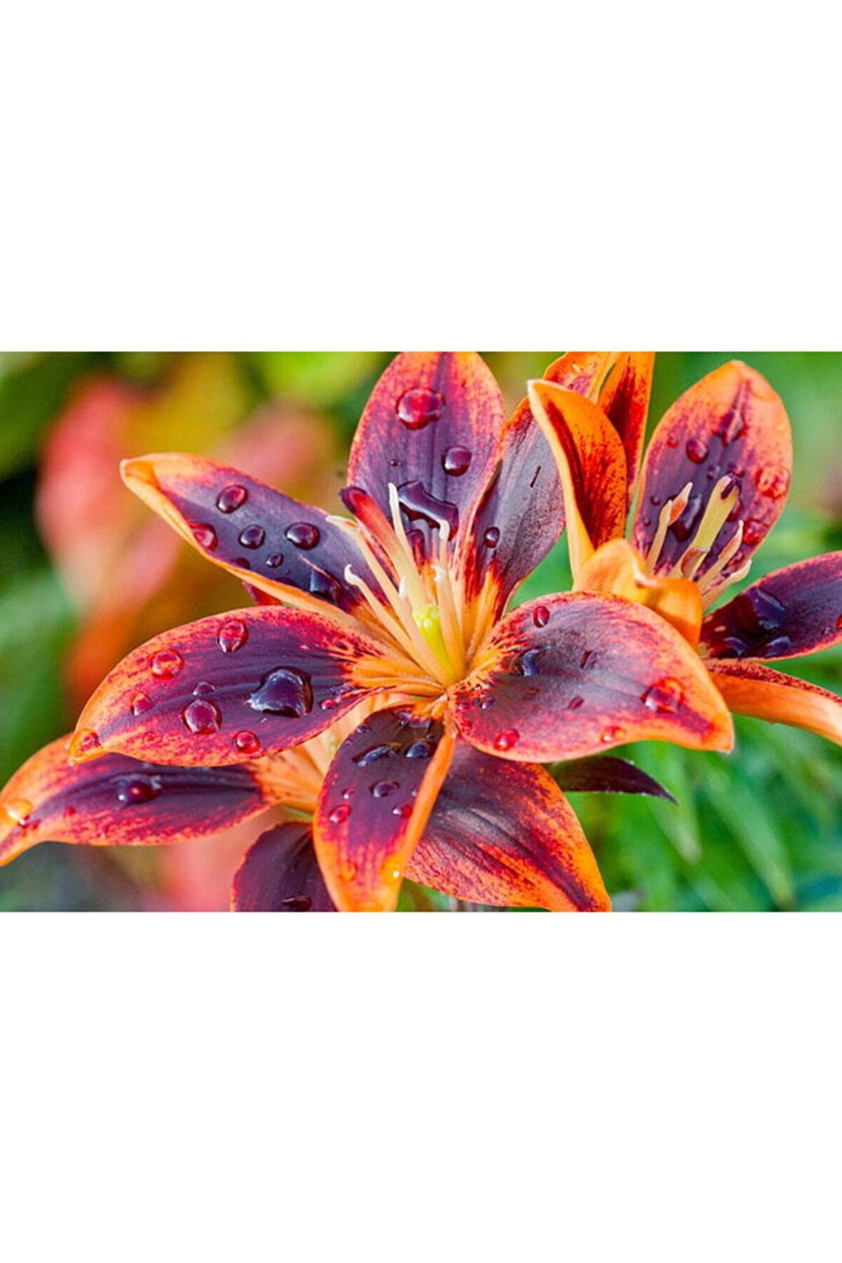 Mor Turuncu Zambak Soganı (3adet)