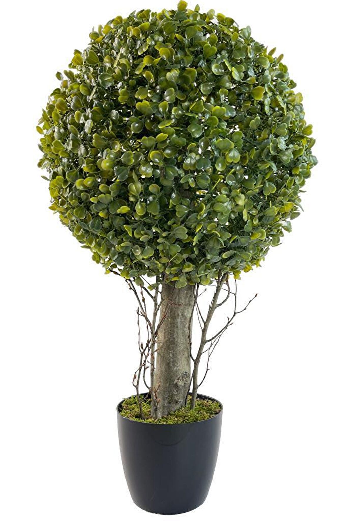 Yapay Ağaç Şimşir Top Tek Toplu 28x48cm Siyah Saksılı  