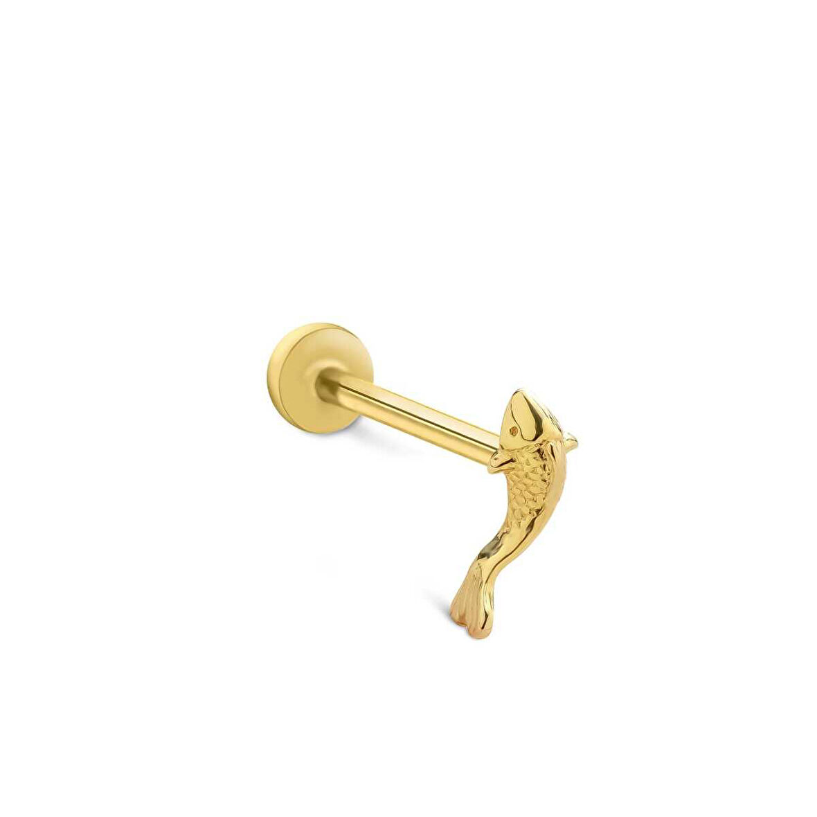 Small Balık Tragus