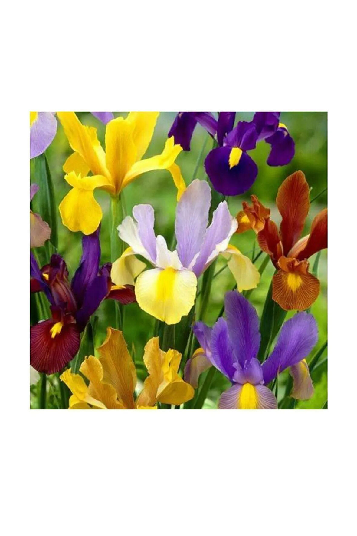 Karışık Renk Golden Beauty Iris Süsen Soğanı - 5 Adet