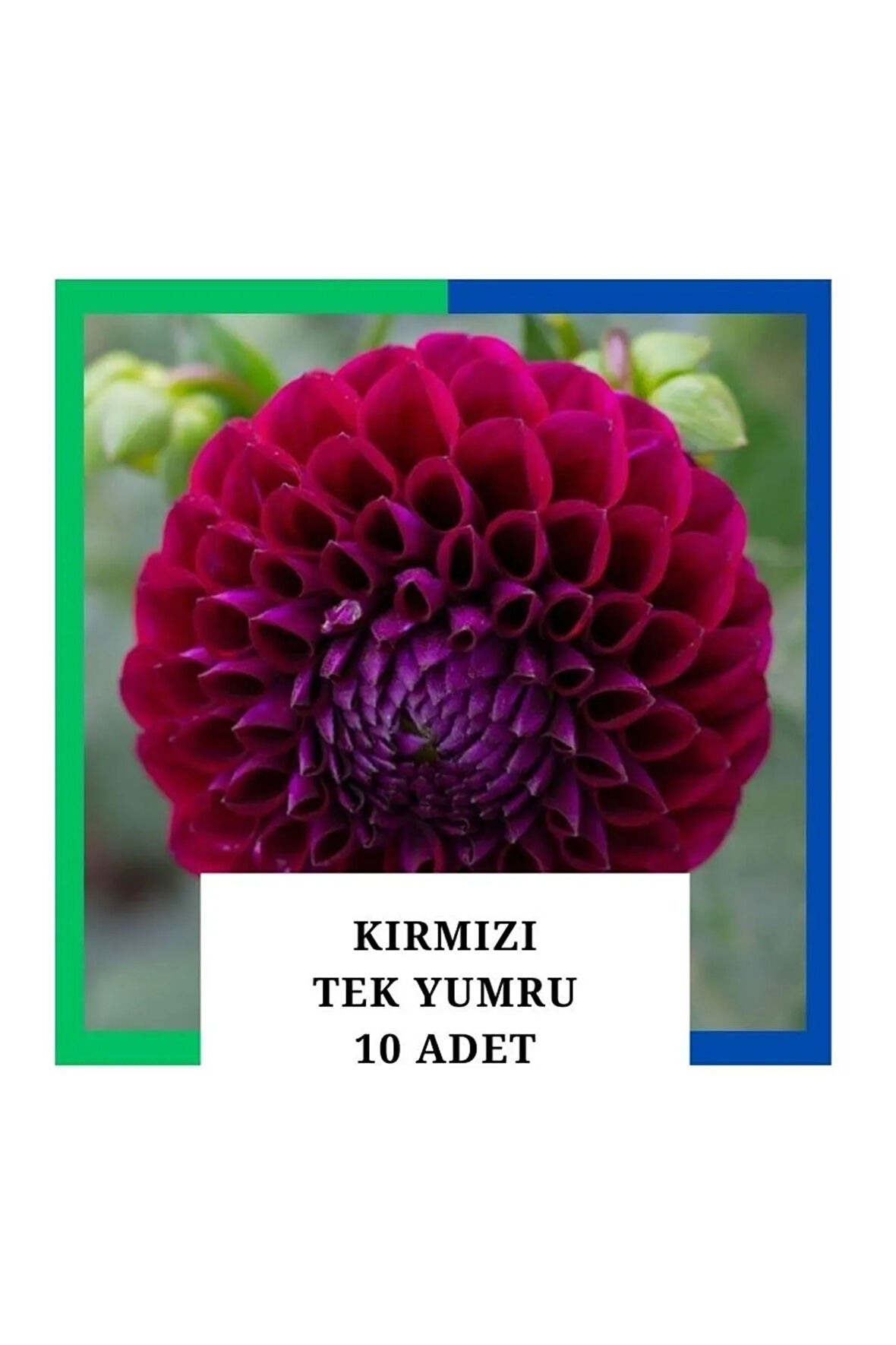 Yıldız Çiçeği (dahlia) Soğanı/yumrusu - Kırmızı 1 Yumru (10 Adet)